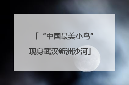 “中国最美小鸟”现身武汉新洲沙河