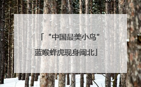 “中国最美小鸟”蓝喉蜂虎现身闽北