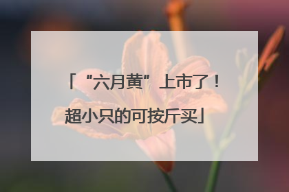 “六月黄”上市了！超小只的可按斤买
