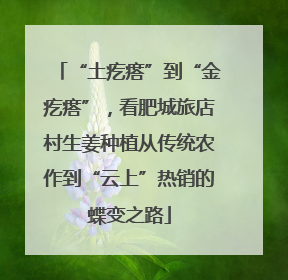 “土疙瘩”到“金疙瘩”，看肥城旅店村生姜种植从传统农作到“云上”热销的蝶变之路