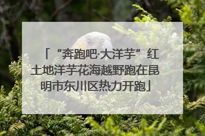 “奔跑吧·大洋芋”红土地洋芋花海越野跑在昆明市东川区热力开跑