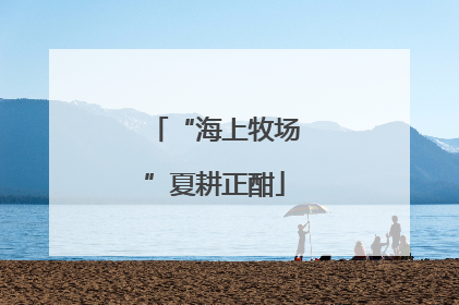 “海上牧场”夏耕正酣
