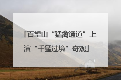 百望山“猛禽通道”上演“千猛过境”奇观