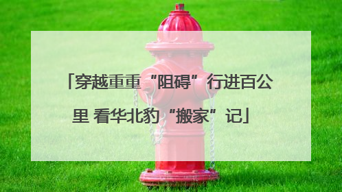 穿越重重“阻碍”行进百公里 看华北豹“搬家”记