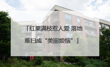 红果满枝惹人爱 落地难扫成“美丽烦恼”