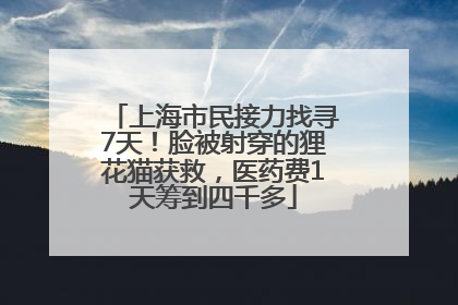 上海市民接力找寻7天！脸被射穿的狸花猫获救，医药费1天筹到四千多