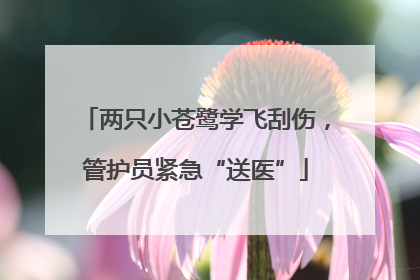 两只小苍鹭学飞刮伤，管护员紧急“送医”
