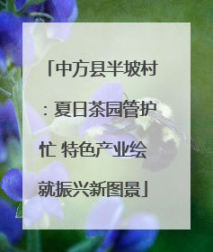 中方县半坡村：夏日茶园管护忙 特色产业绘就振兴新图景
