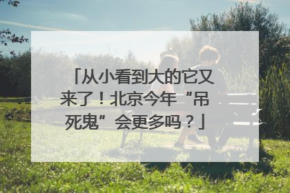 从小看到大的它又来了！北京今年“吊死鬼”会更多吗？