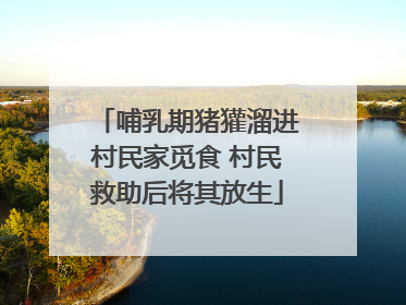 哺乳期猪獾溜进村民家觅食 村民救助后将其放生