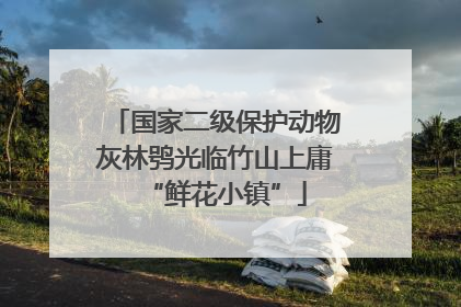 国家二级保护动物灰林鸮光临竹山上庸“鲜花小镇”