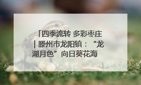四季流转 多彩枣庄｜滕州市龙阳镇：“龙湖月色”向日葵花海 绘就乡村振兴新画卷