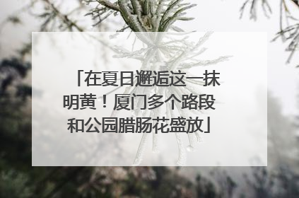 在夏日邂逅这一抹明黄！厦门多个路段和公园腊肠花盛放