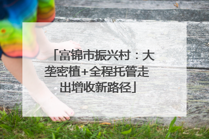富锦市振兴村：大垄密植+全程托管走出增收新路径