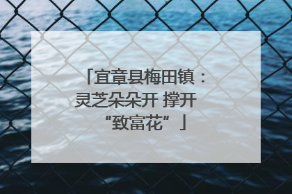 宜章县梅田镇：灵芝朵朵开 撑开“致富花”
