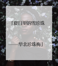 夏日里的雪珍珠——华北珍珠梅