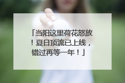 当阳这里荷花怒放！夏日顶流已上线，错过再等一年！