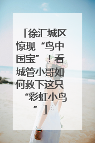 徐汇城区惊现“鸟中国宝”！看城管小哥如何救下这只“彩虹小鸟”
