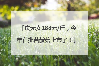 庆元卖188元/斤，今年首批黄靛菇上市了！