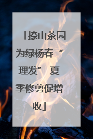 捺山茶园为绿杨春“理发” 夏季修剪促增收