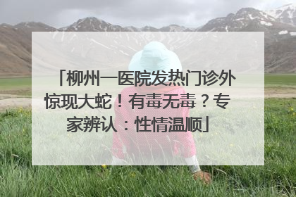 柳州一医院发热门诊外惊现大蛇！有毒无毒？专家辨认：性情温顺