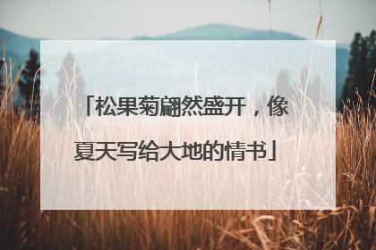 松果菊翩然盛开，像夏天写给大地的情书
