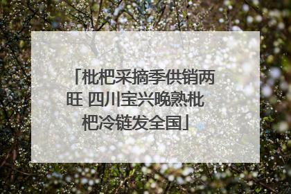 枇杷采摘季供销两旺 四川宝兴晚熟枇杷冷链发全国