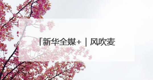 新华全媒+｜风吹麦浪好“丰”景——多地小麦机收一线见闻