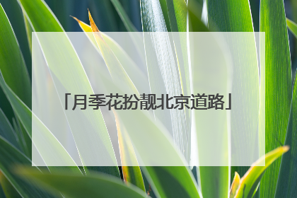 月季花扮靓北京道路