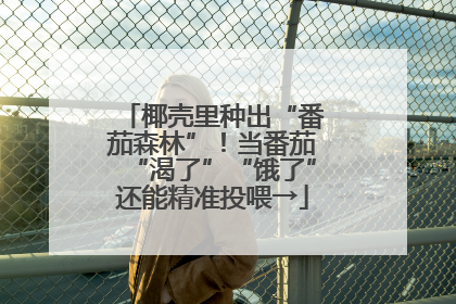 椰壳里种出“番茄森林”！当番茄“渴了”“饿了”还能精准投喂→
