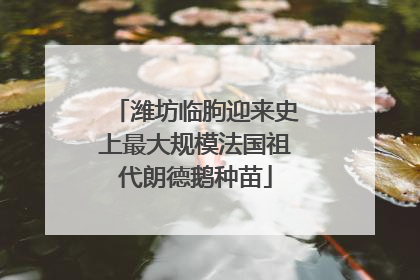 潍坊临朐迎来史上最大规模法国祖代朗德鹅种苗
