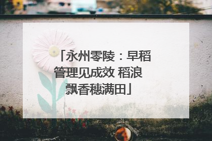 永州零陵：早稻管理见成效 稻浪飘香穗满田