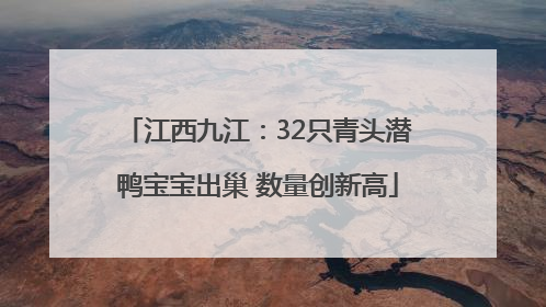 江西九江：32只青头潜鸭宝宝出巢 数量创新高