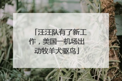 汪汪队有了新工作，美国一机场出动牧羊犬驱鸟