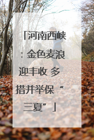 河南西峡：金色麦浪迎丰收 多措并举保“三夏”