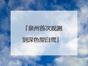 泉州首次观测到深色型白鹭