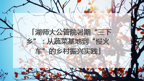 湖师大公管院暑期“三下乡”：从蔬菜基地到“慢火车”的乡村振兴实践