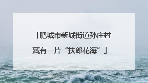 肥城市新城街道孙庄村藏有一片“扶郎花海”