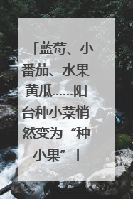 蓝莓、小番茄、水果黄瓜……阳台种小菜悄然变为“种小果”