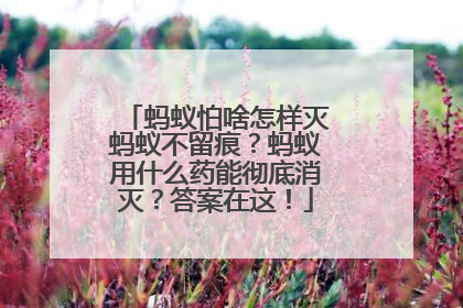 蚂蚁怕啥怎样灭蚂蚁不留痕？蚂蚁用什么药能彻底消灭？答案在这！