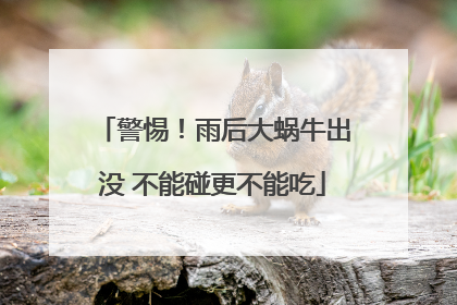 警惕！雨后大蜗牛出没 不能碰更不能吃