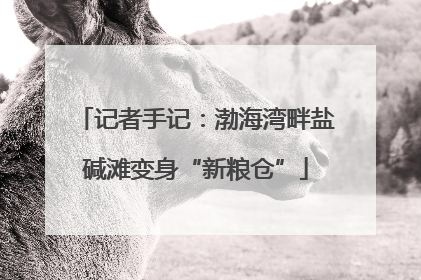 记者手记：渤海湾畔盐碱滩变身“新粮仓”
