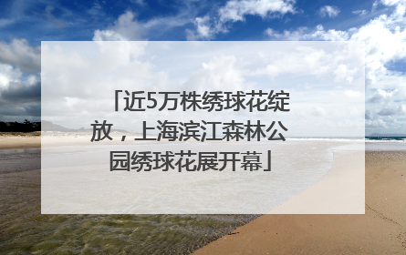 近5万株绣球花绽放，上海滨江森林公园绣球花展开幕
