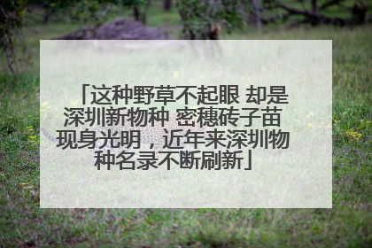 这种野草不起眼 却是深圳新物种 密穗砖子苗现身光明，近年来深圳物种名录不断刷新
