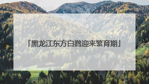 黑龙江东方白鹳迎来繁育期