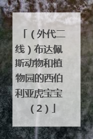 （外代二线）布达佩斯动物和植物园的西伯利亚虎宝宝（2）