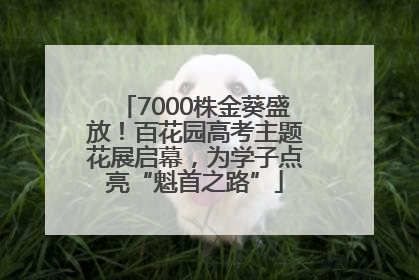 7000株金葵盛放！百花园高考主题花展启幕，为学子点亮“魁首之路”